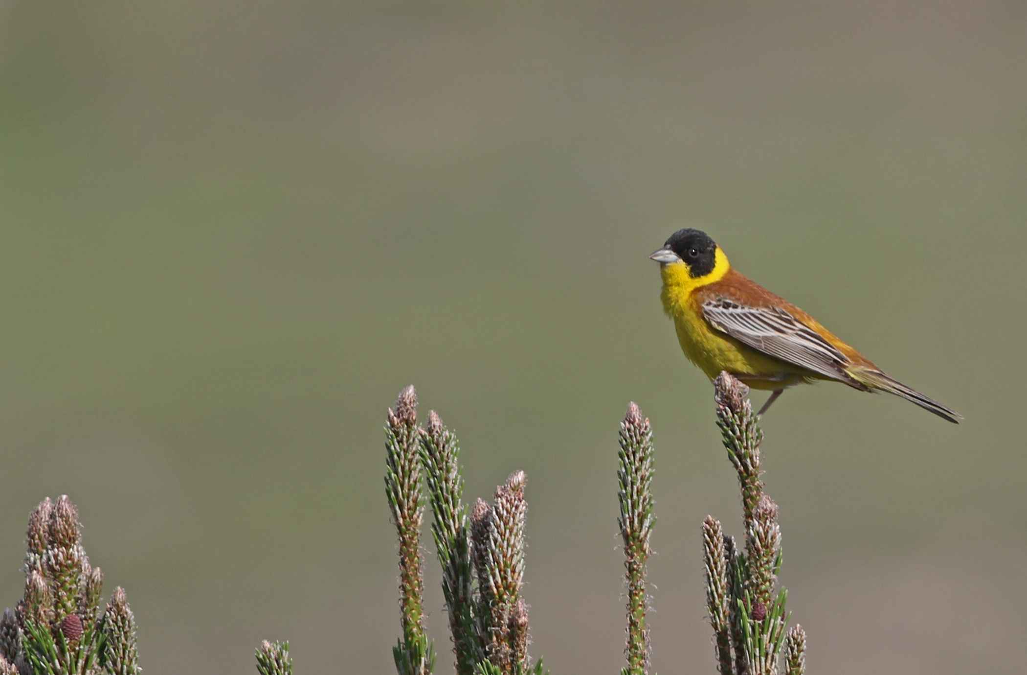 Black-headed Bunting