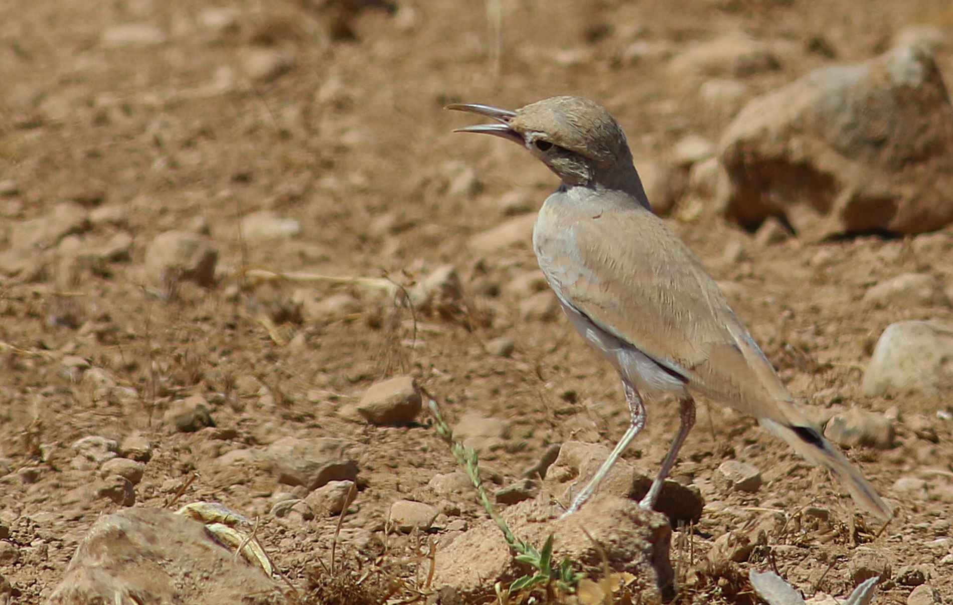Greater Hoopoe-Lark