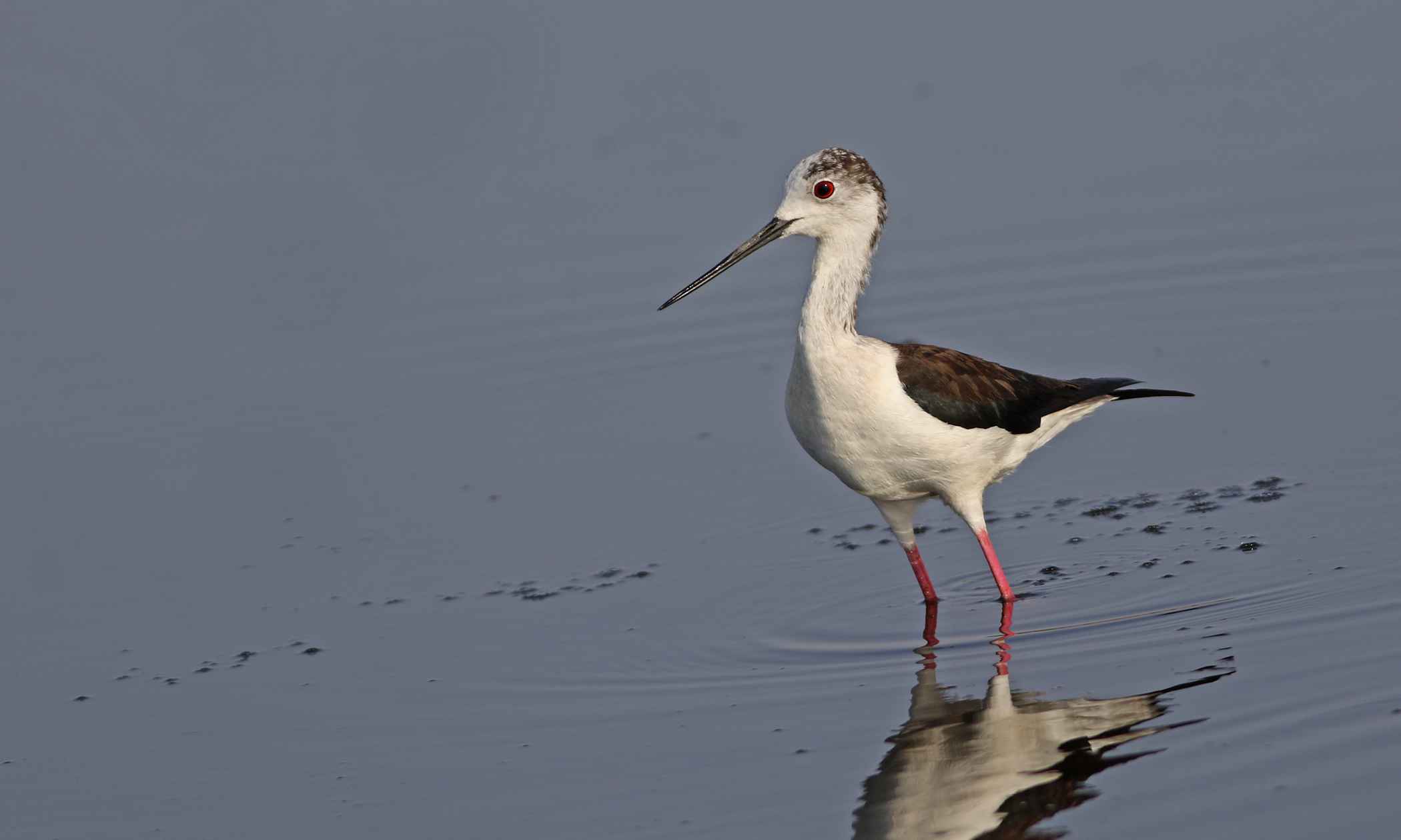 Black-winged Stilt