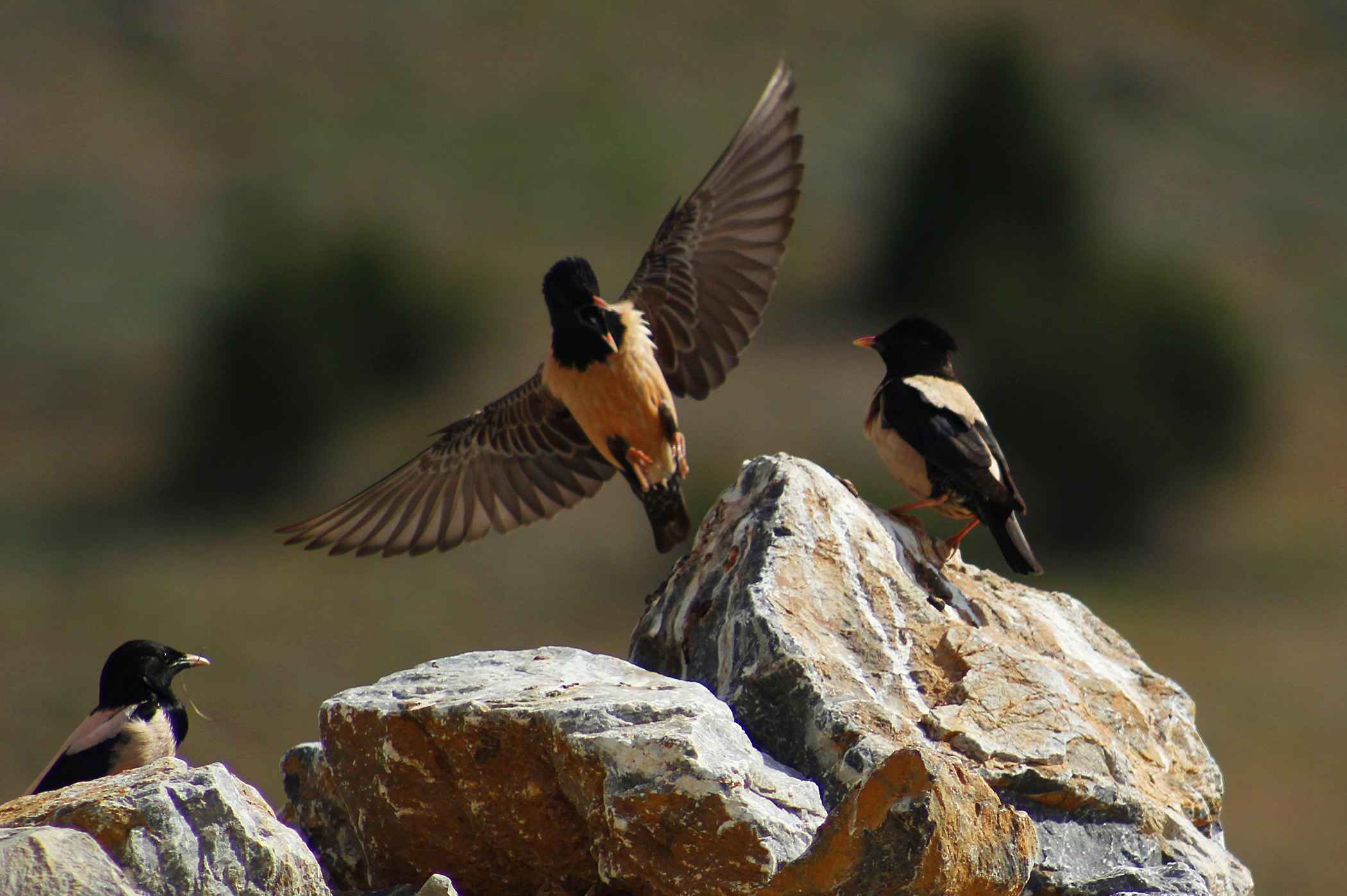 Rosy Starling