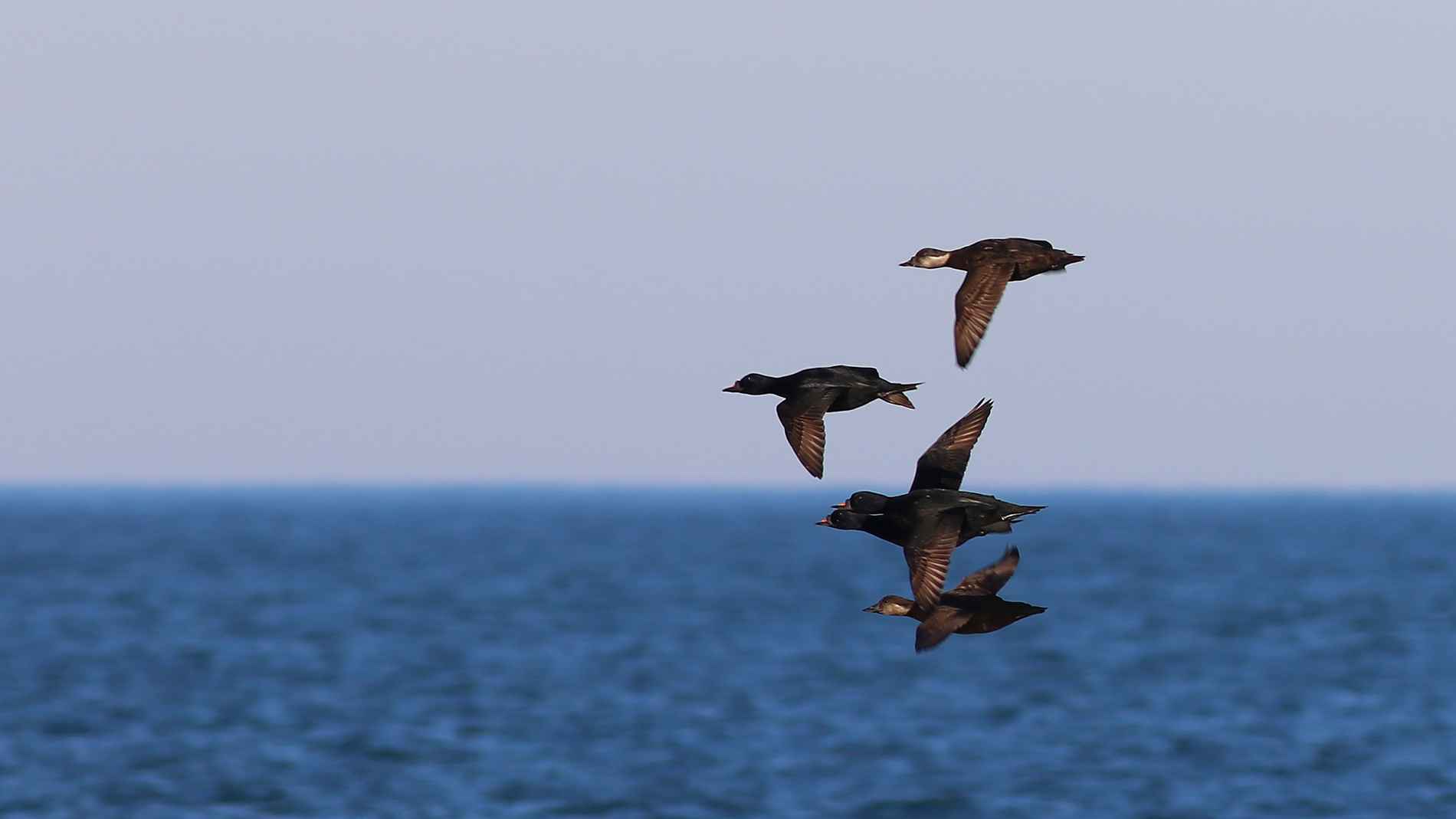 Common Scoter