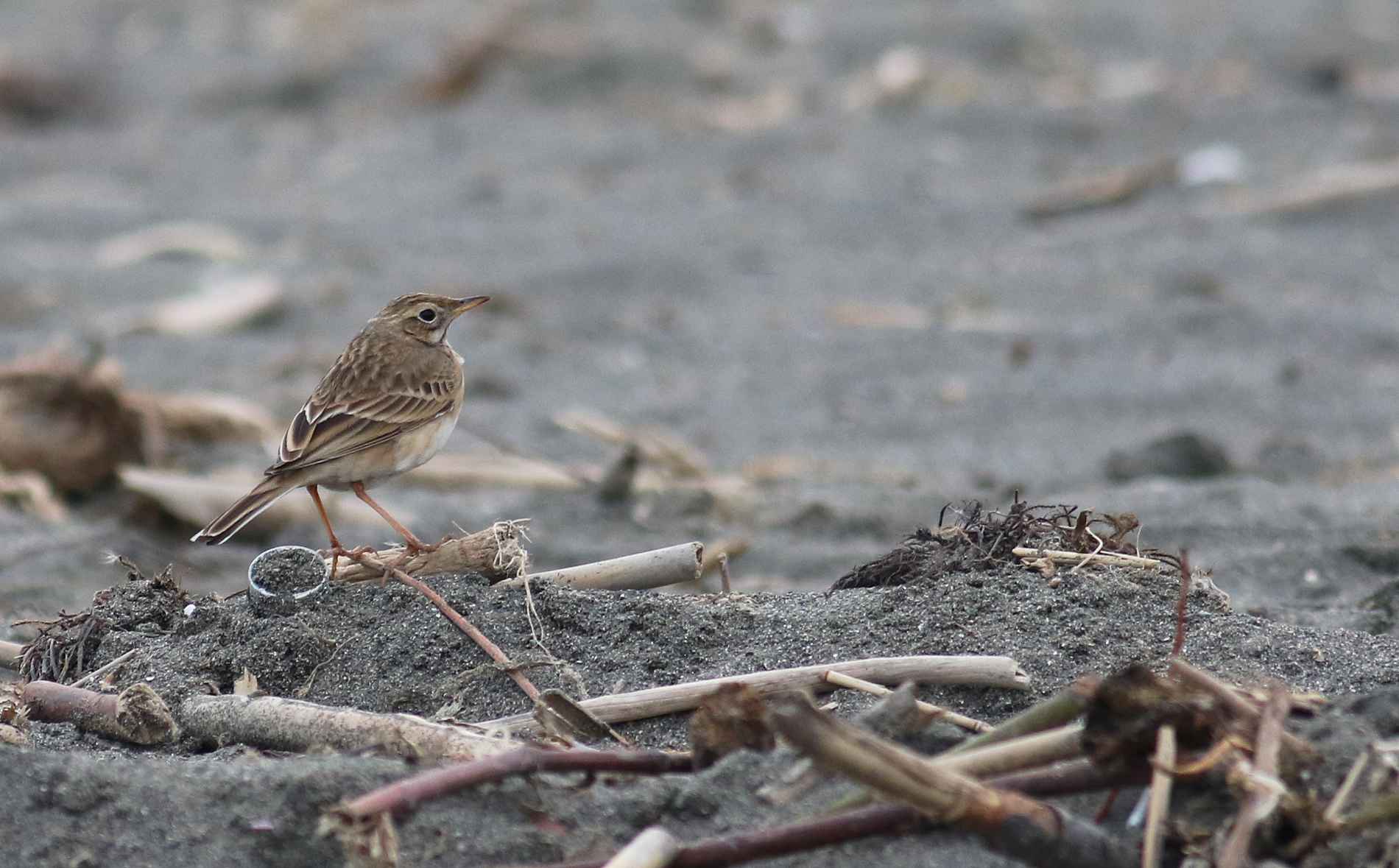 Richard's Pipit