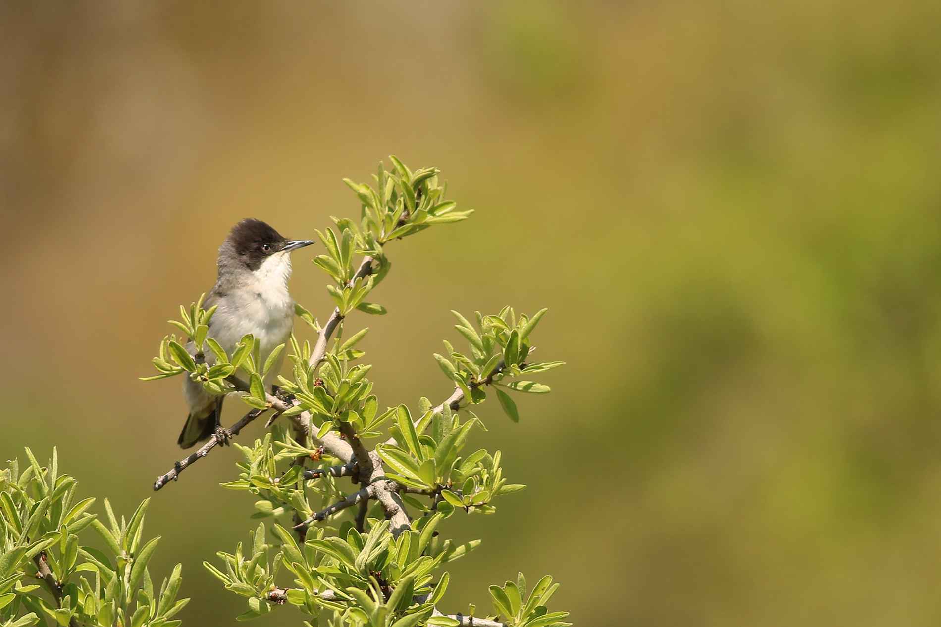 Eastern Orphean Warbler