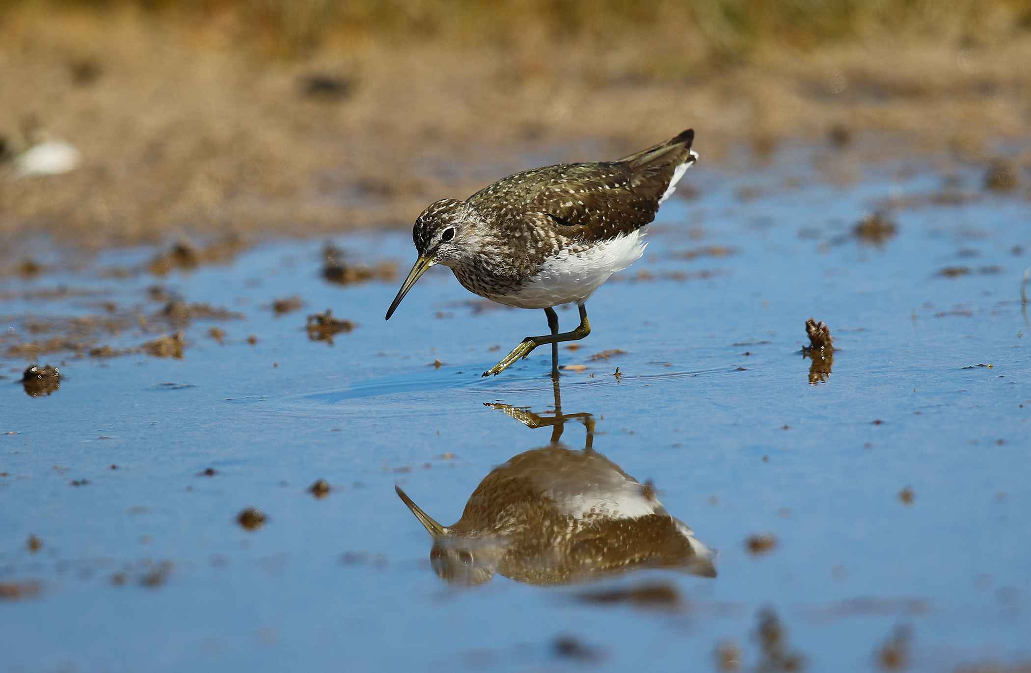 Green Sandpiper