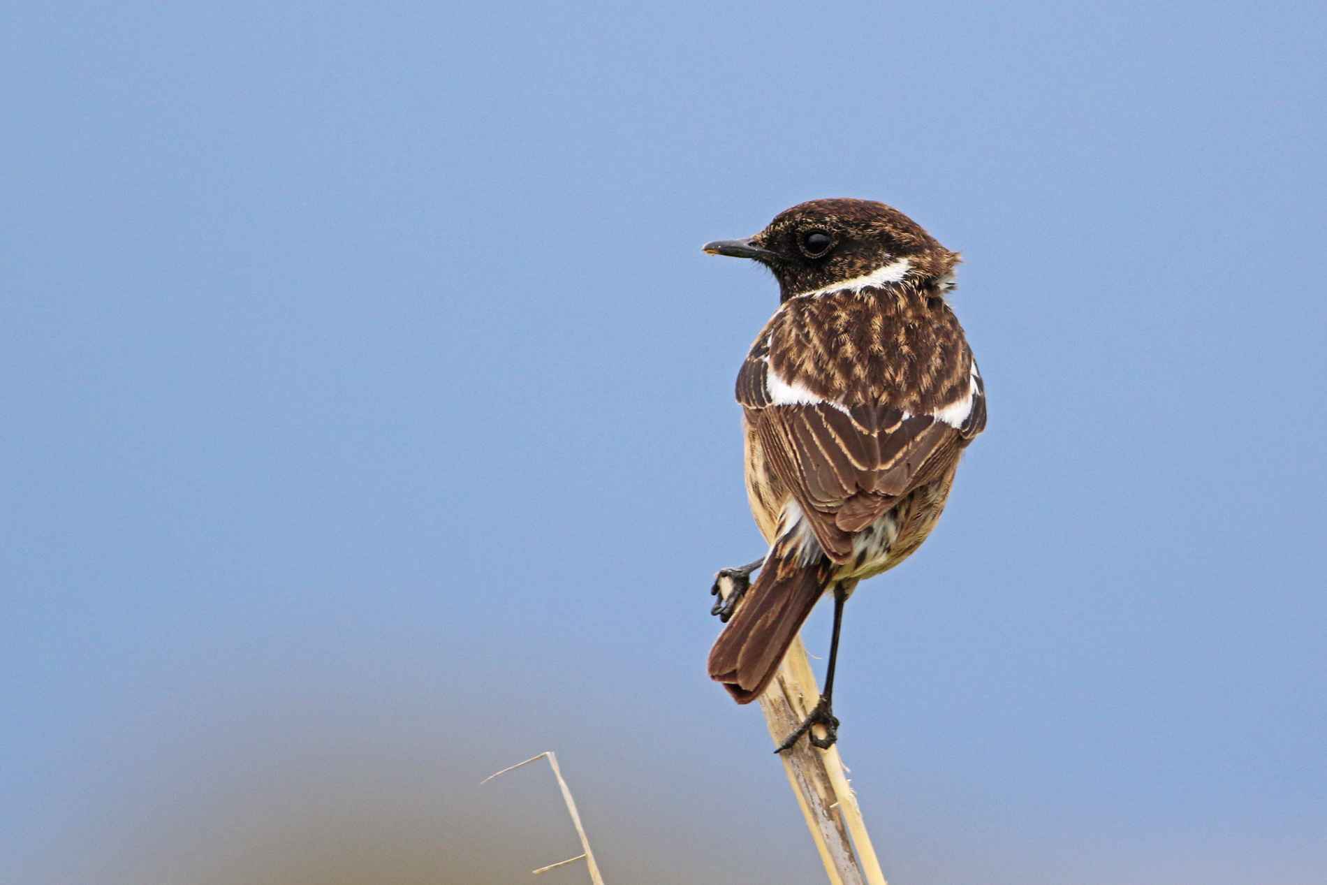 European Stonechat