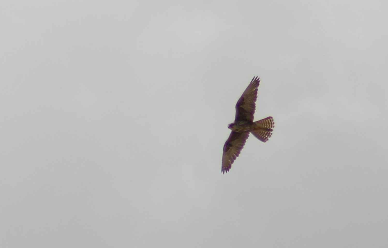 Lanner Falcon