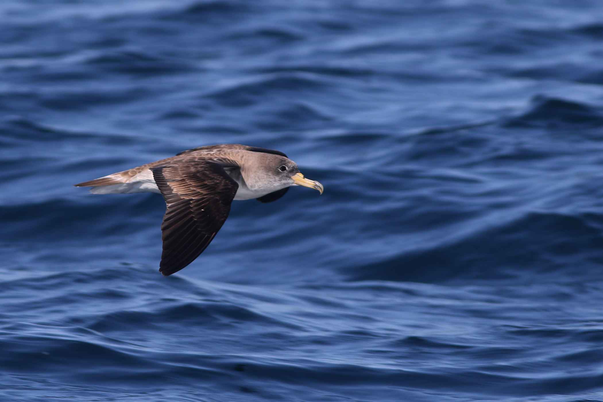 Cory's Shearwater