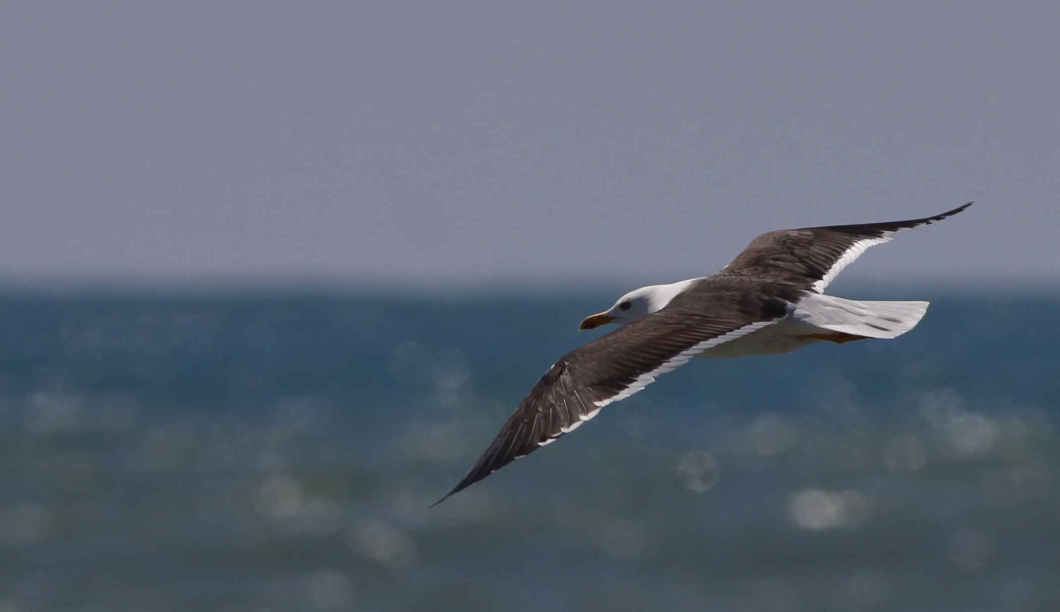 Lesser Black-backed Gull