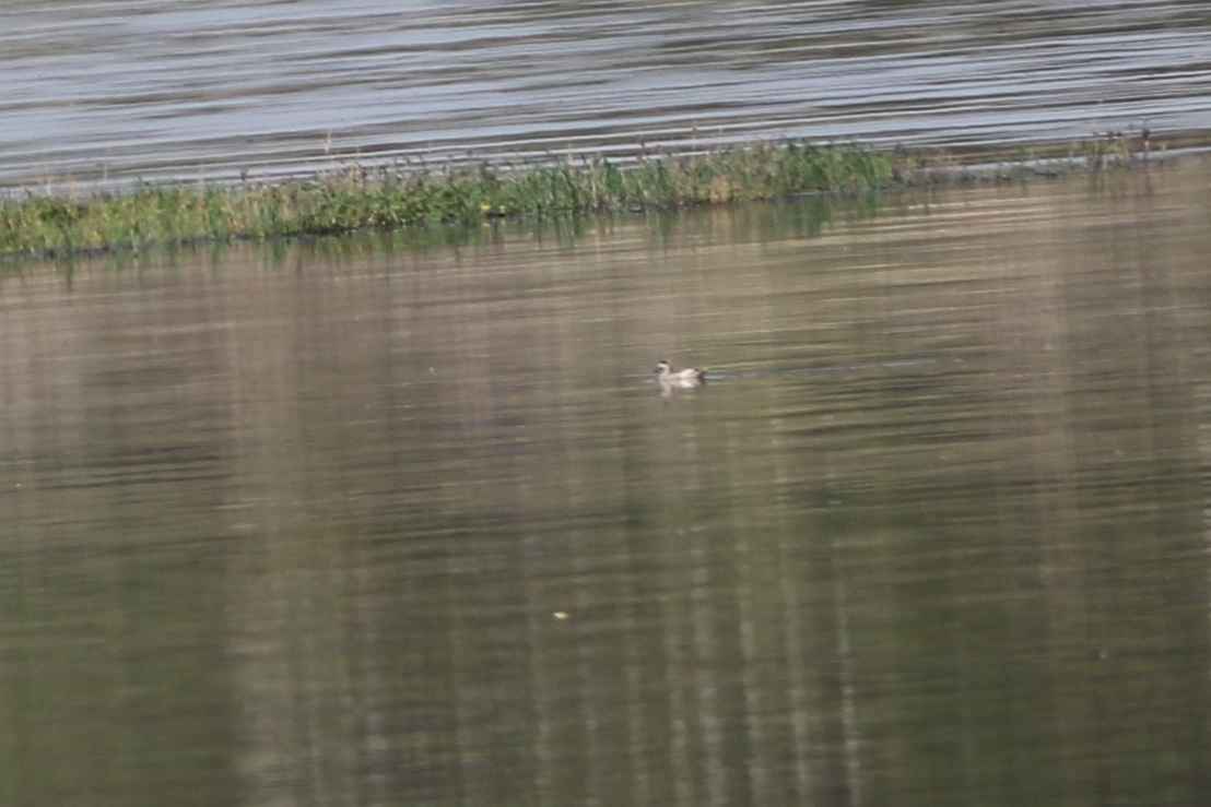 Levant Sparrowhawk