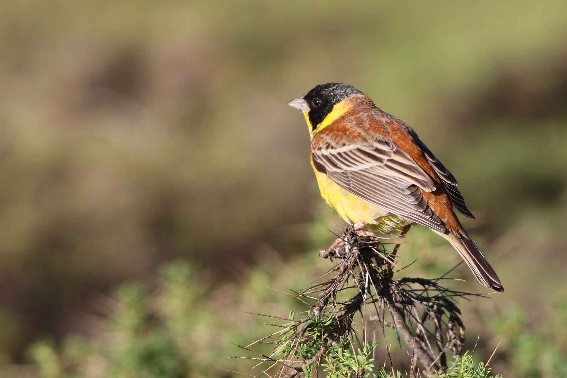 Black-headed Bunting