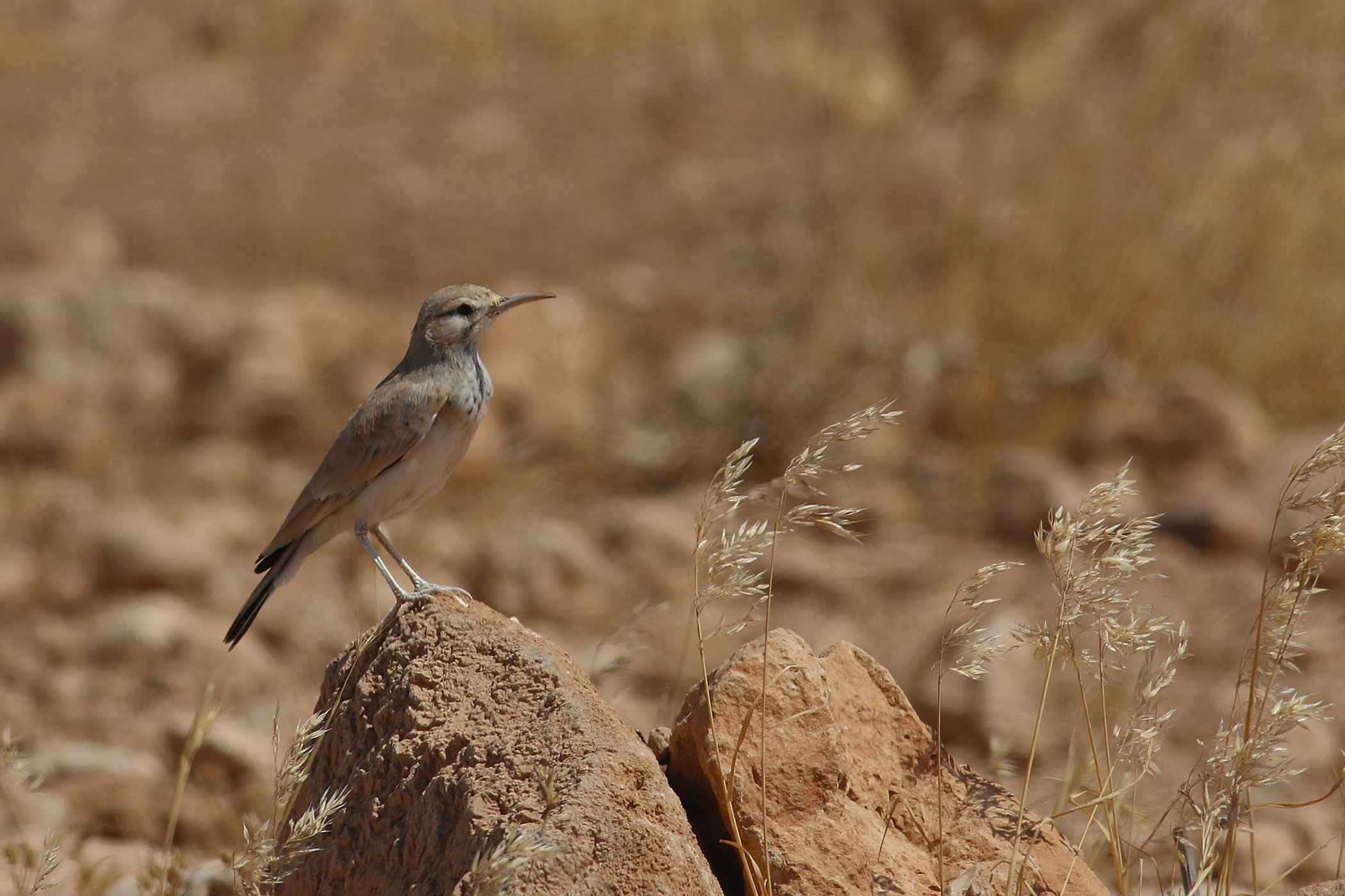 Greater Hoopoe-Lark