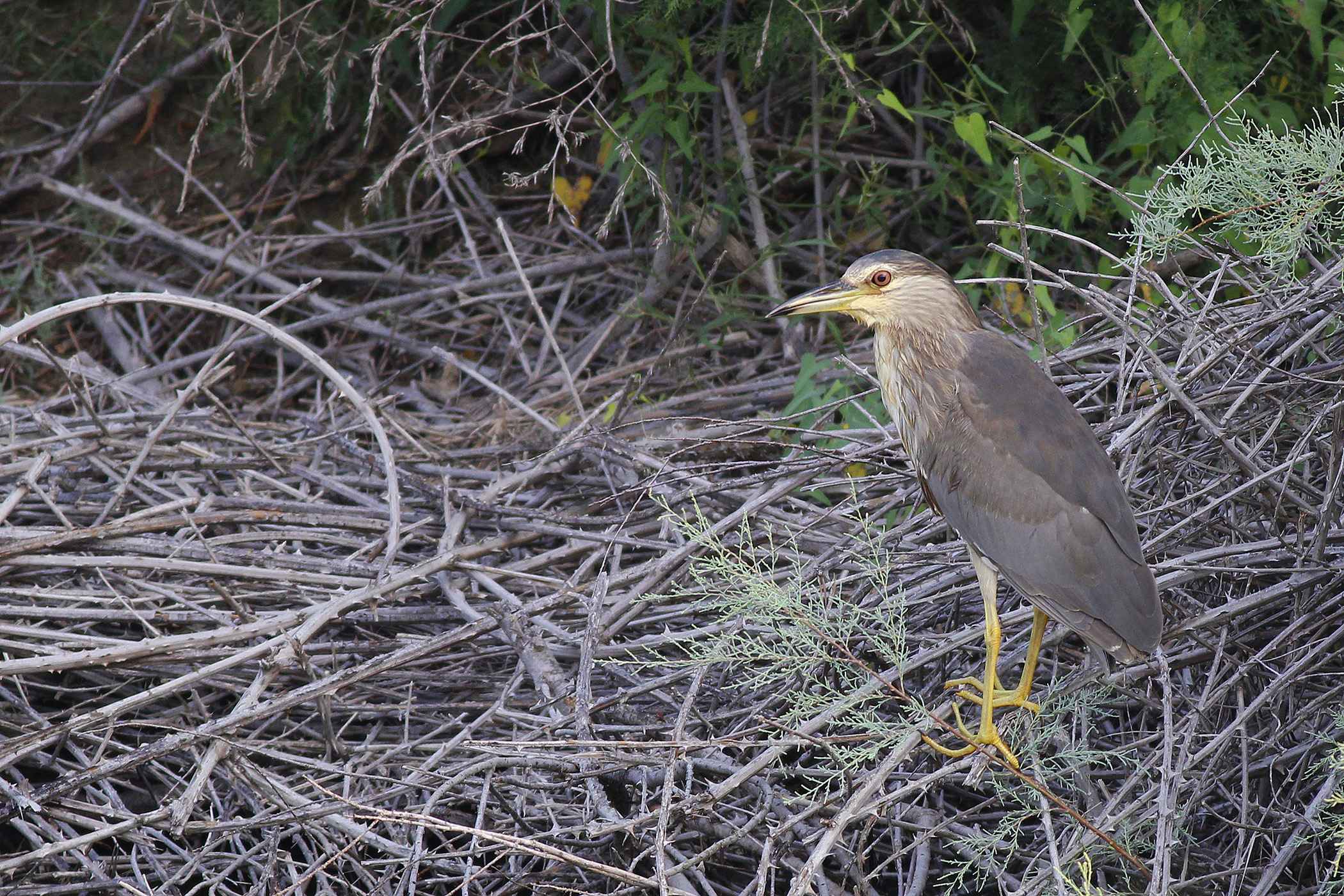 Black-crowned Night-Heron