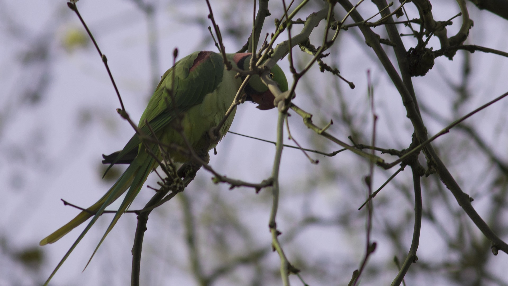 Alexandrine Parakeet