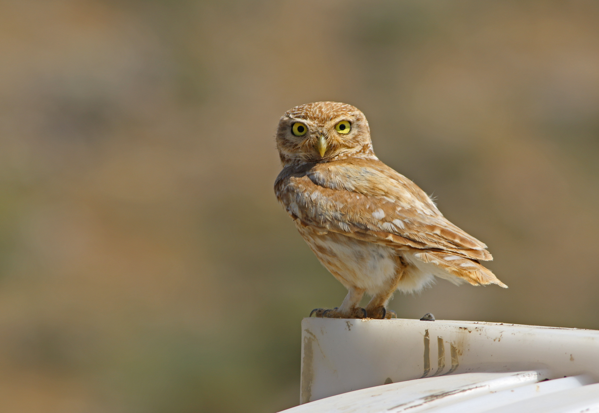 Little Owl — Ana fotoğraf