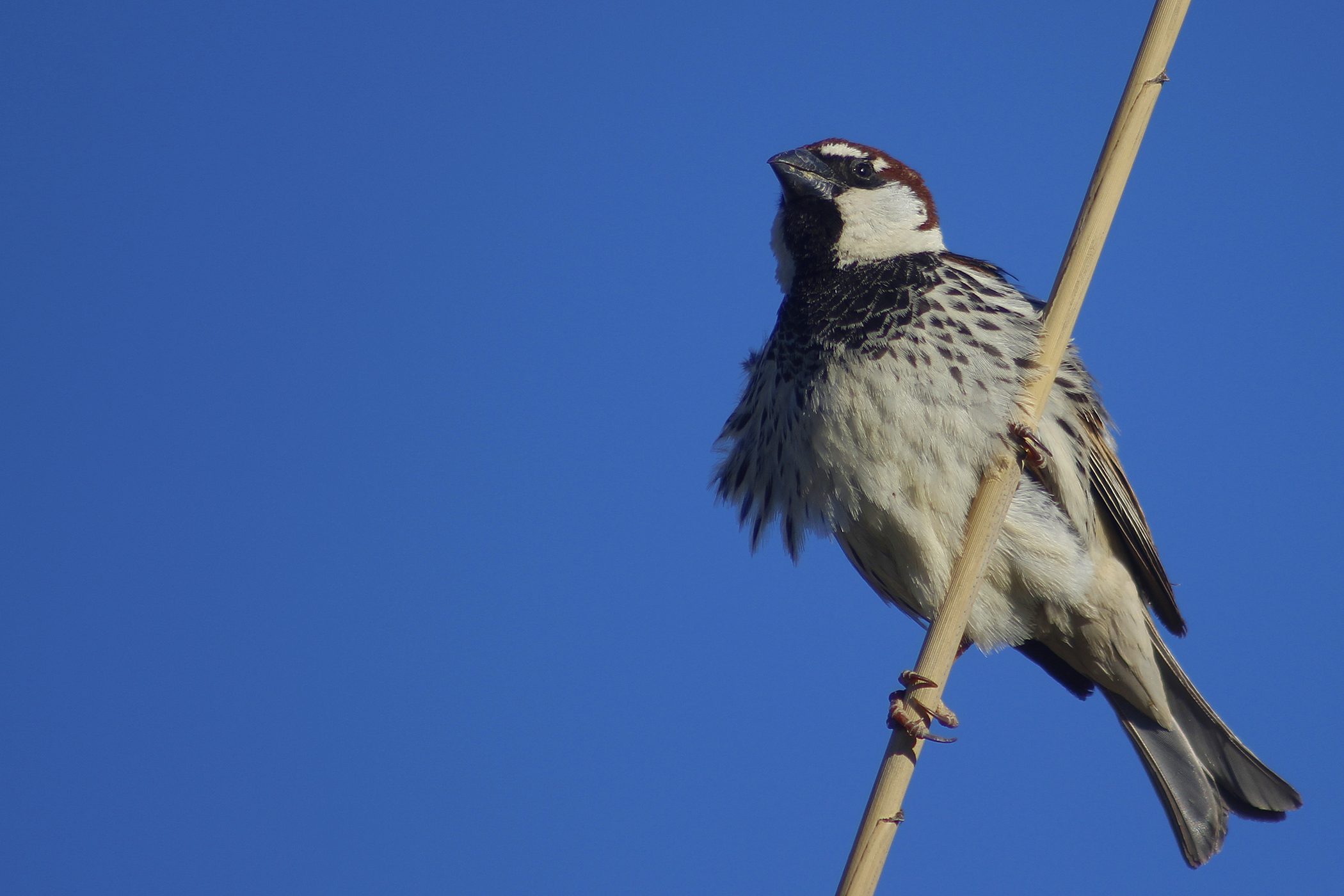 Spanish Sparrow