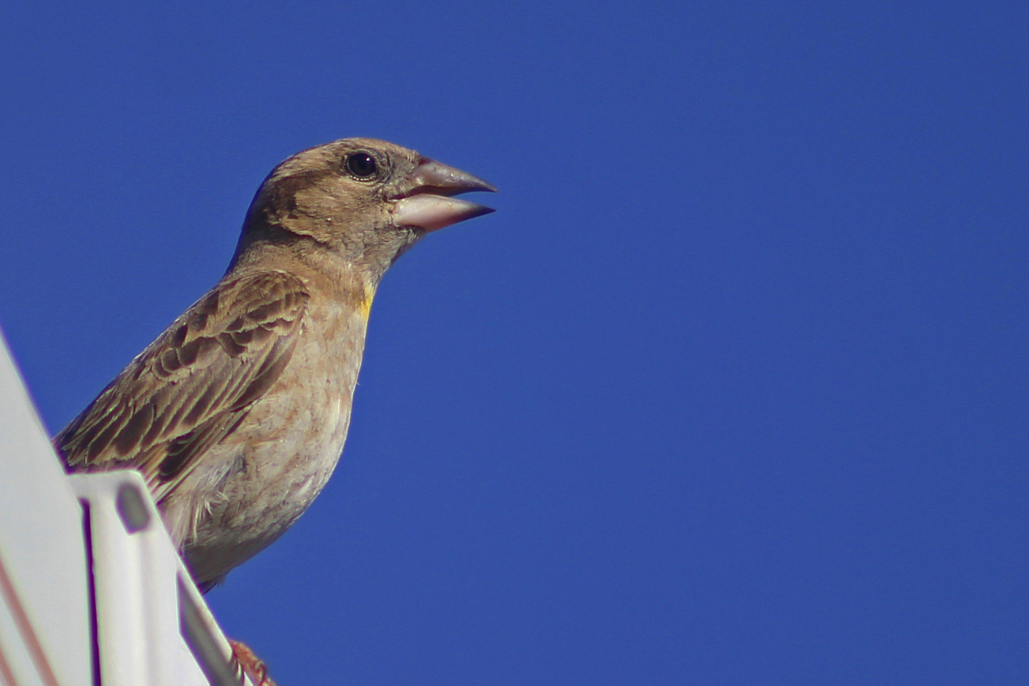 Rock Sparrow