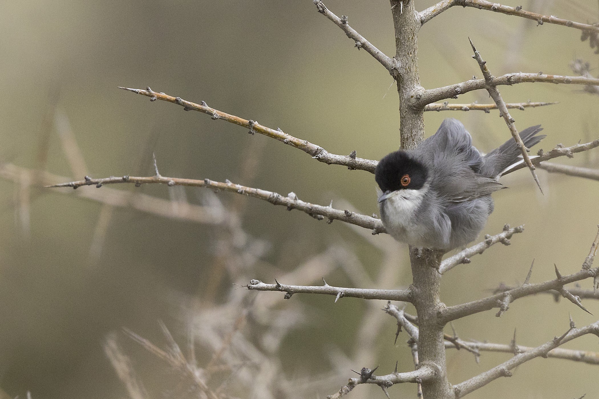 Sardinian Warbler