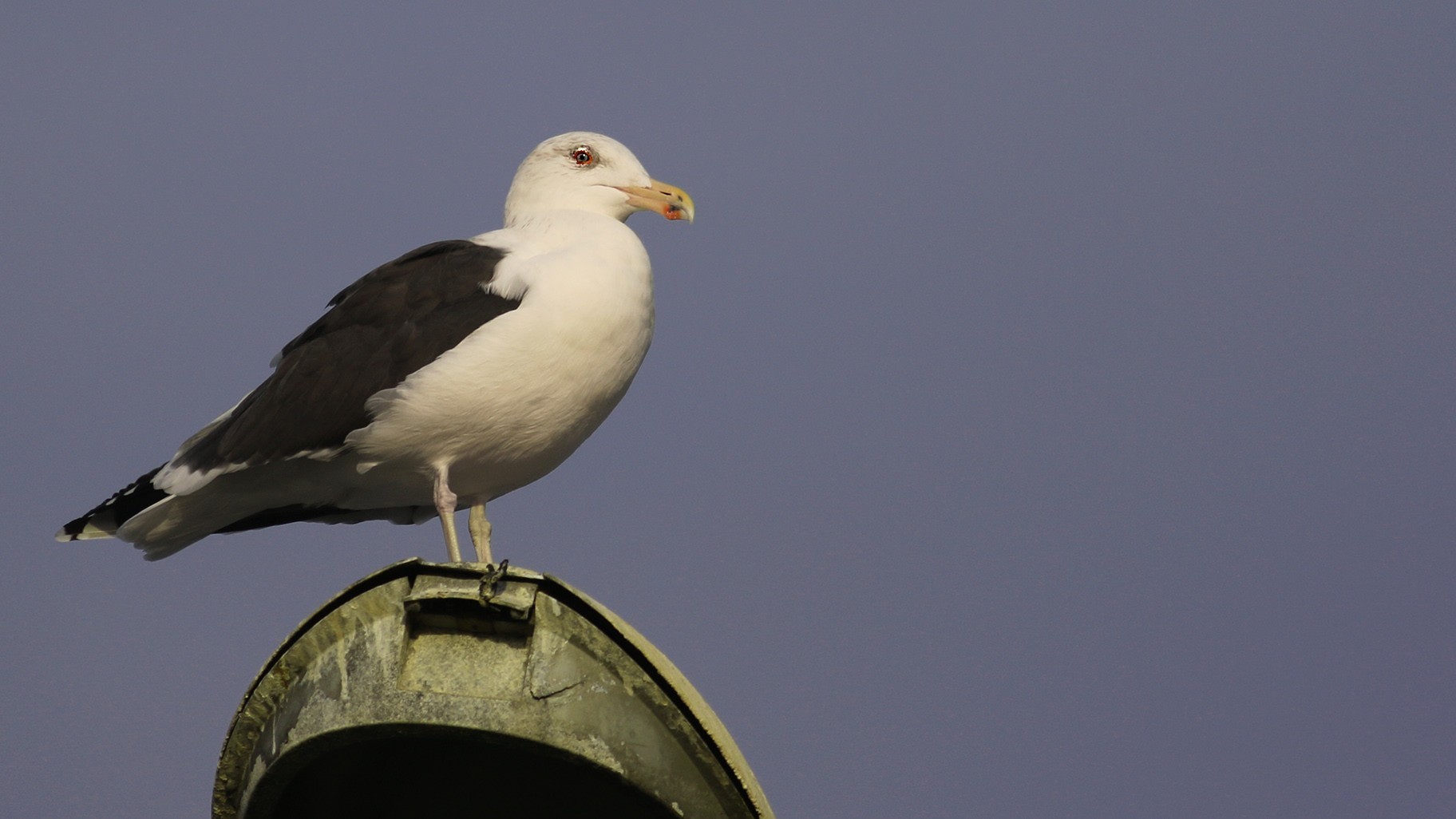 Great Black-backed Gull