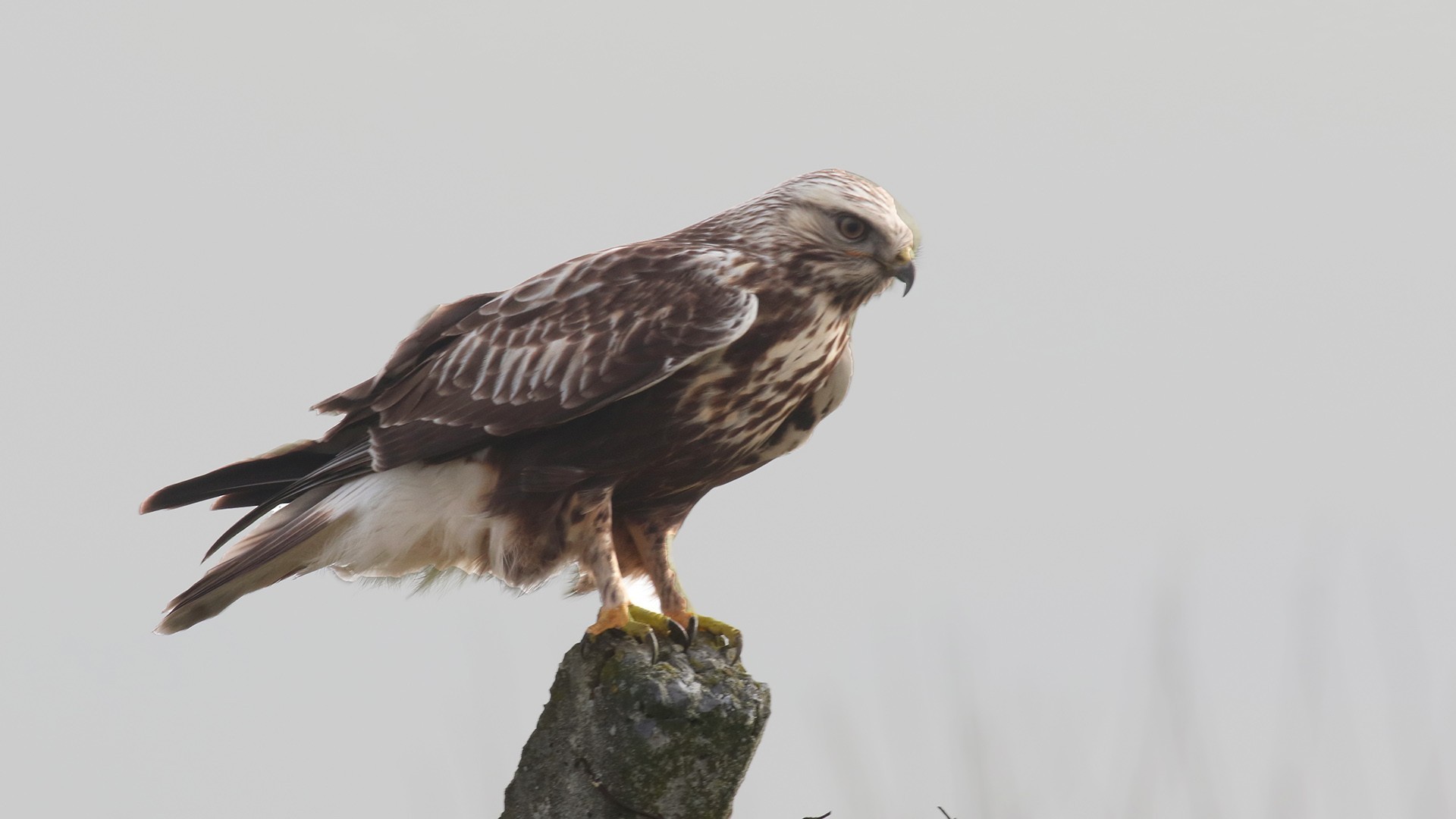 Rough-legged Hawk