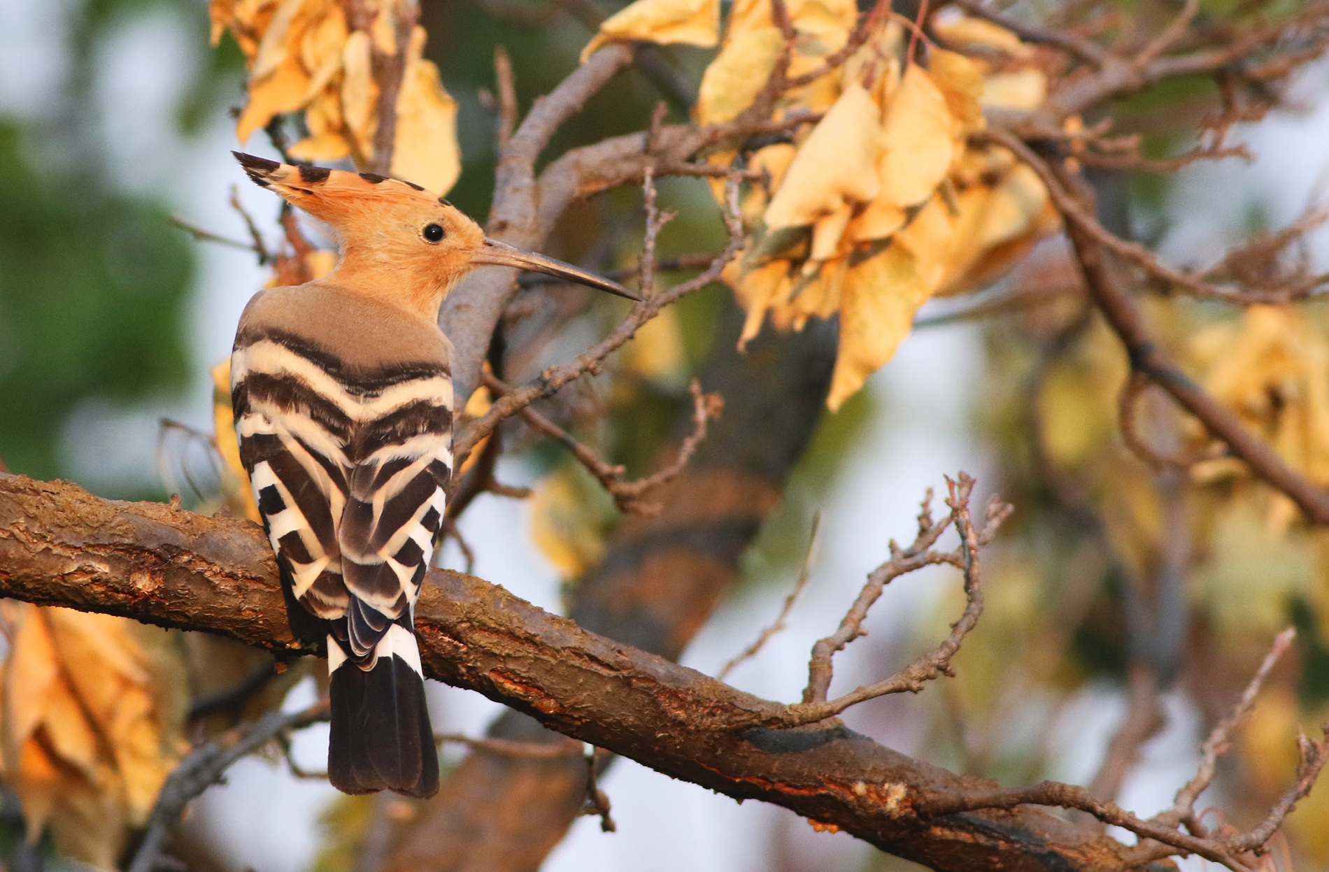 Eurasian Hoopoe