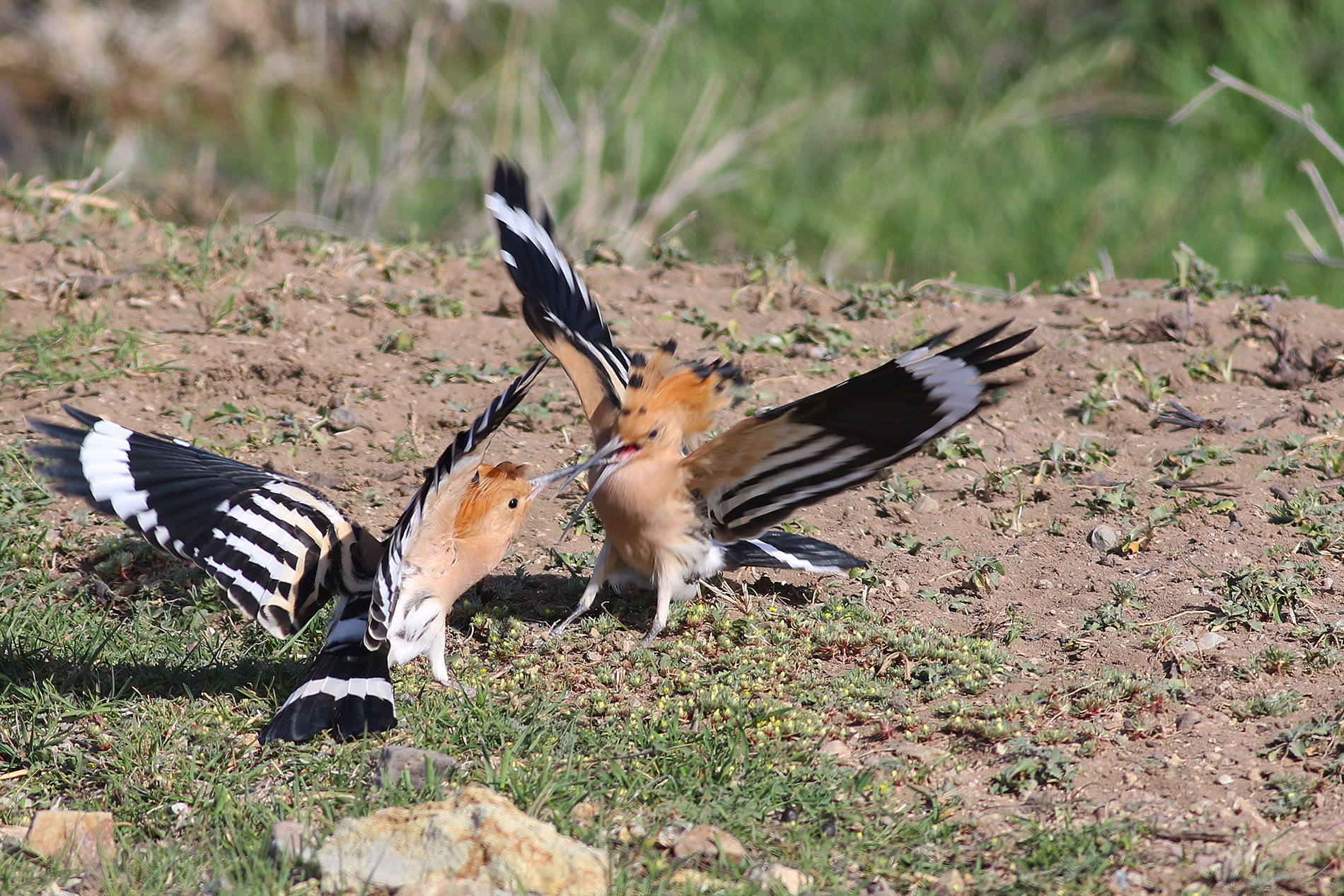 Eurasian Hoopoe
