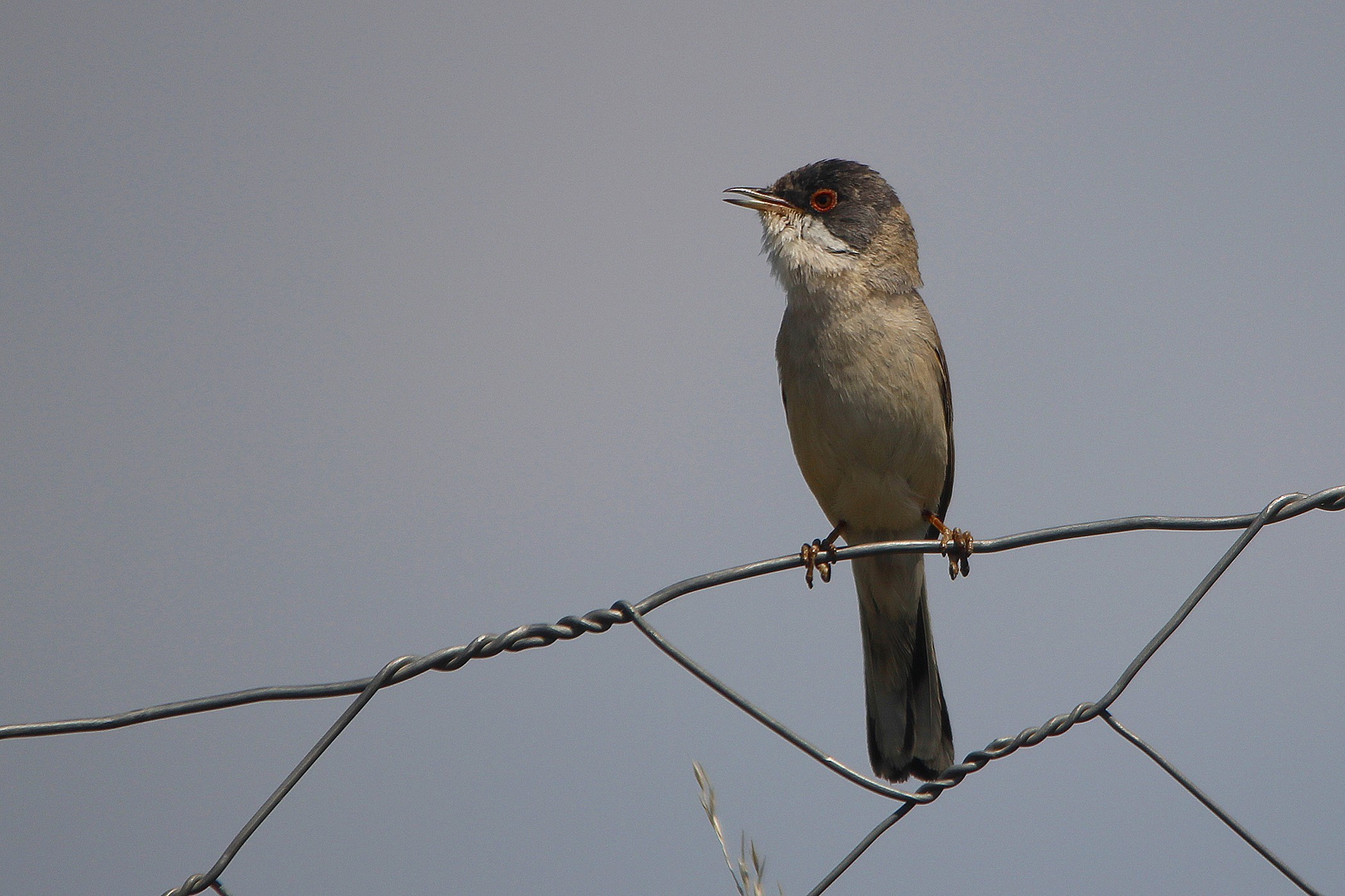 Menetries's Warbler