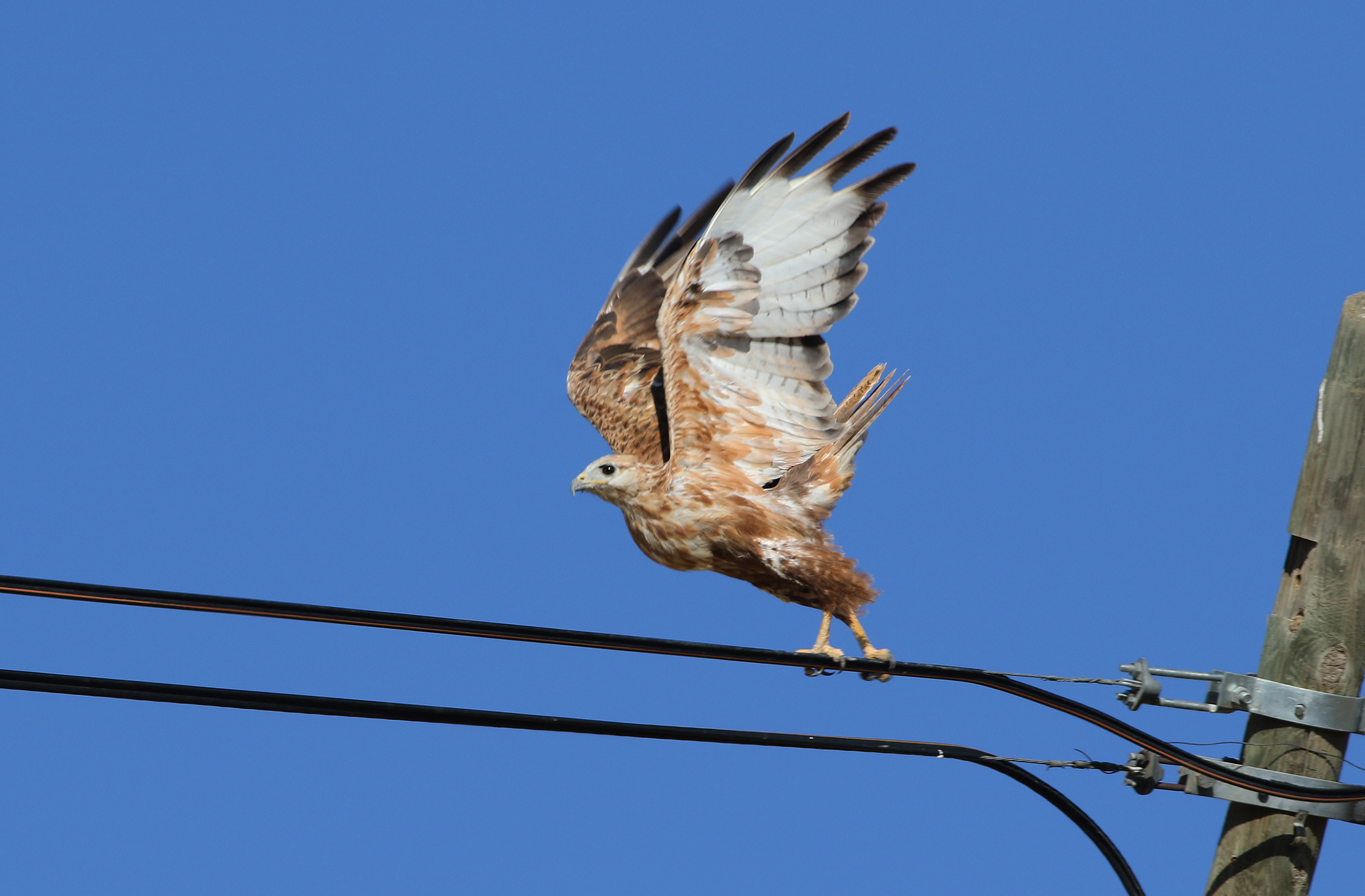 Long-legged Buzzard