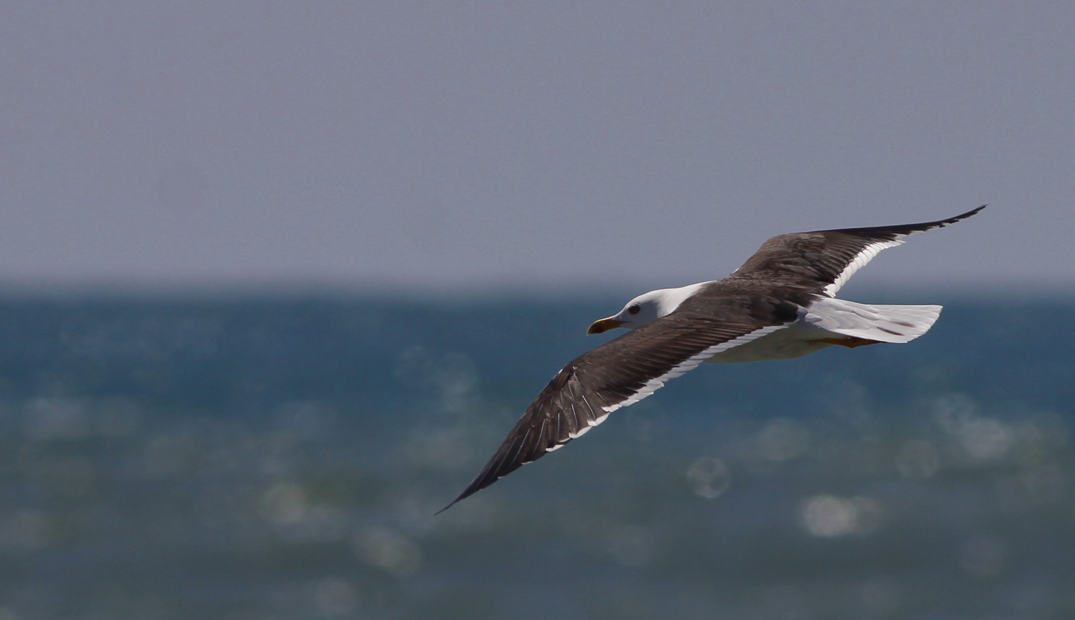 Lesser Black-backed Gull