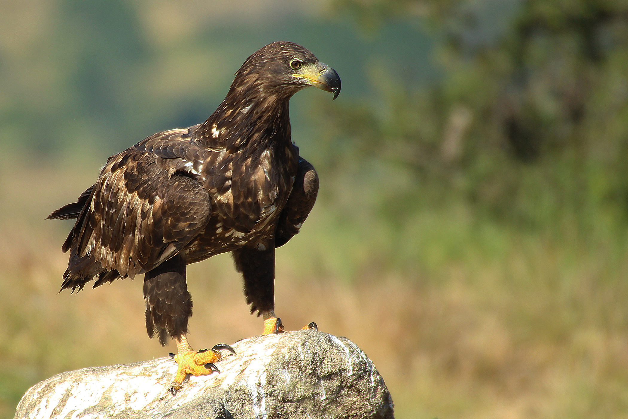 White-tailed Eagle
