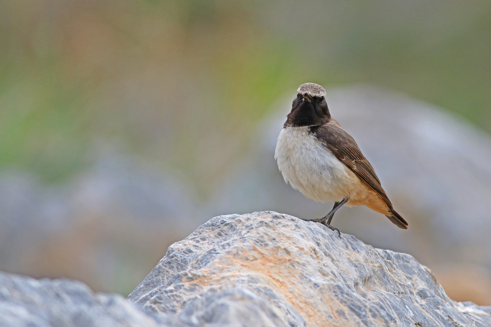 Kurdish Wheatear