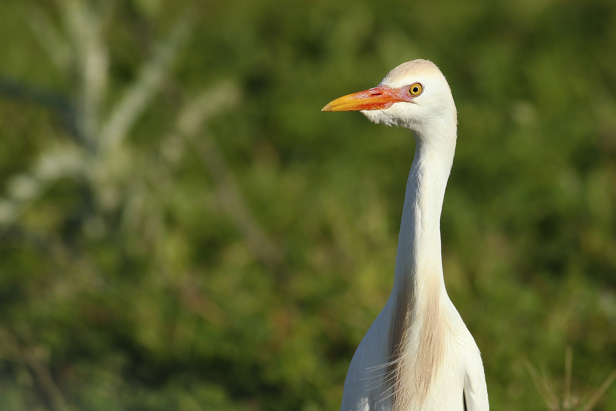 Cattle Egret