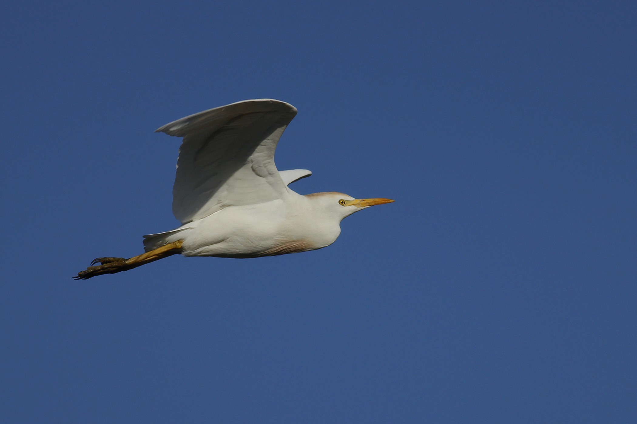 Cattle Egret