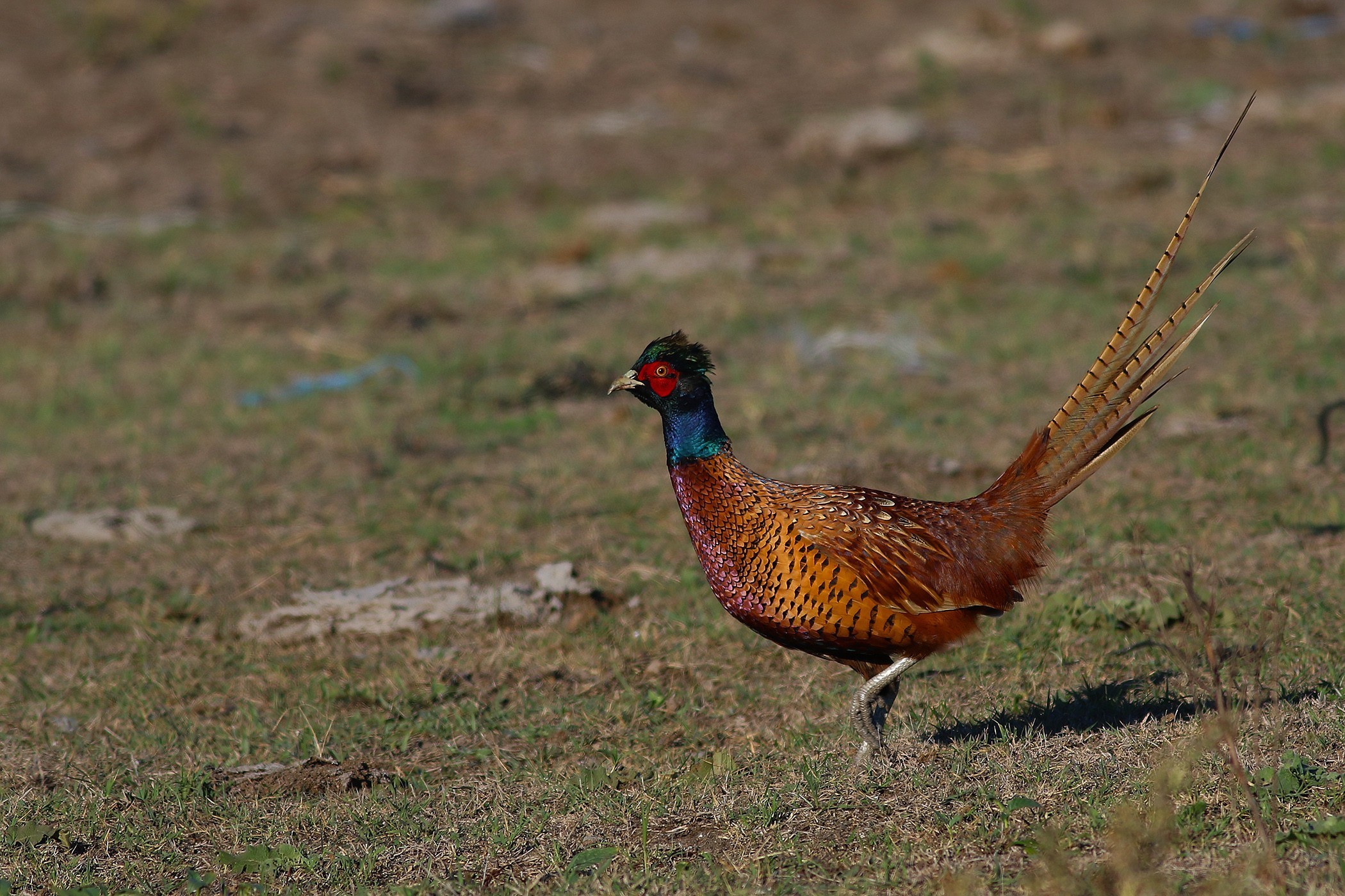 Common Pheasant