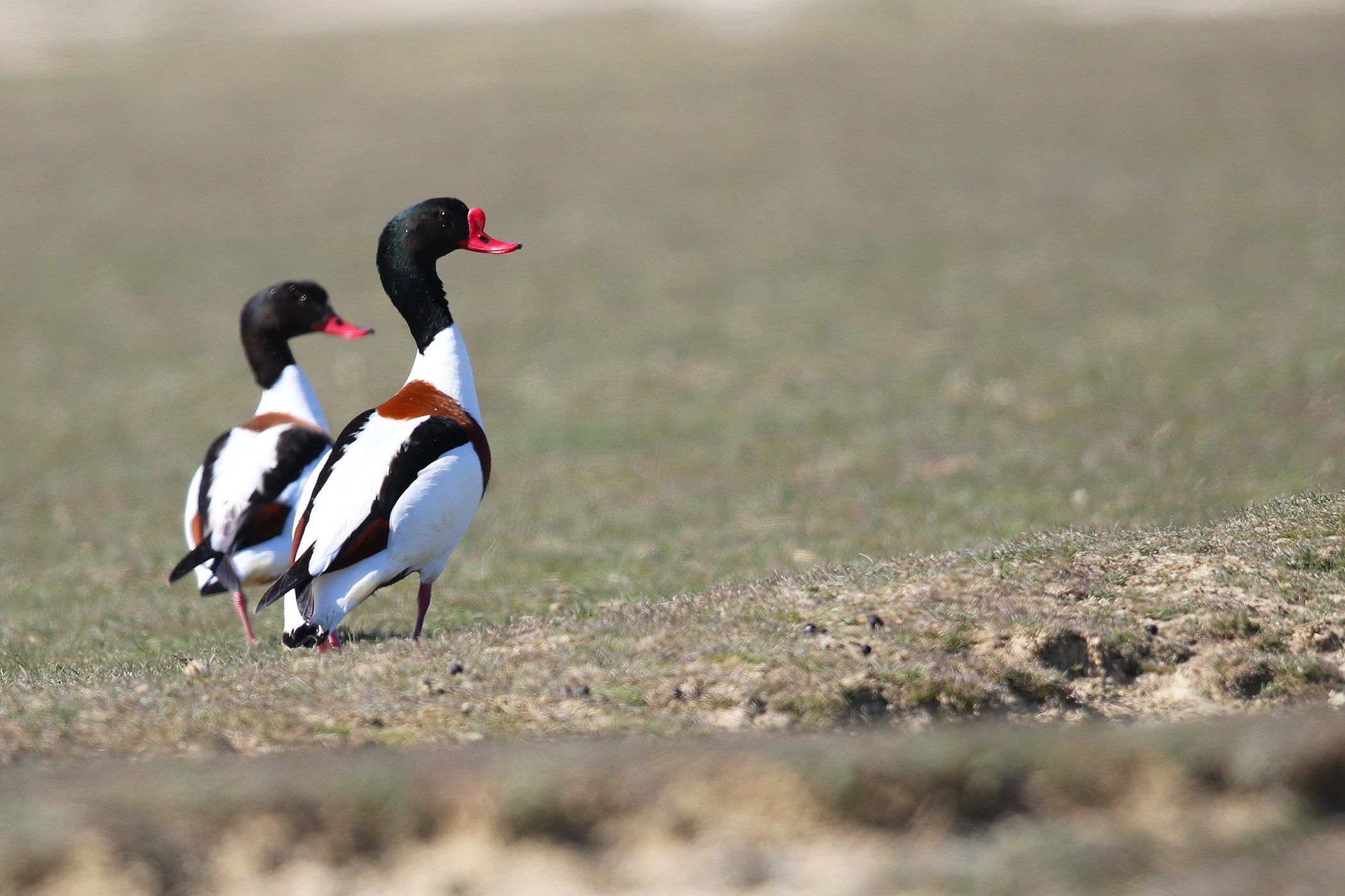 Common Shelduck