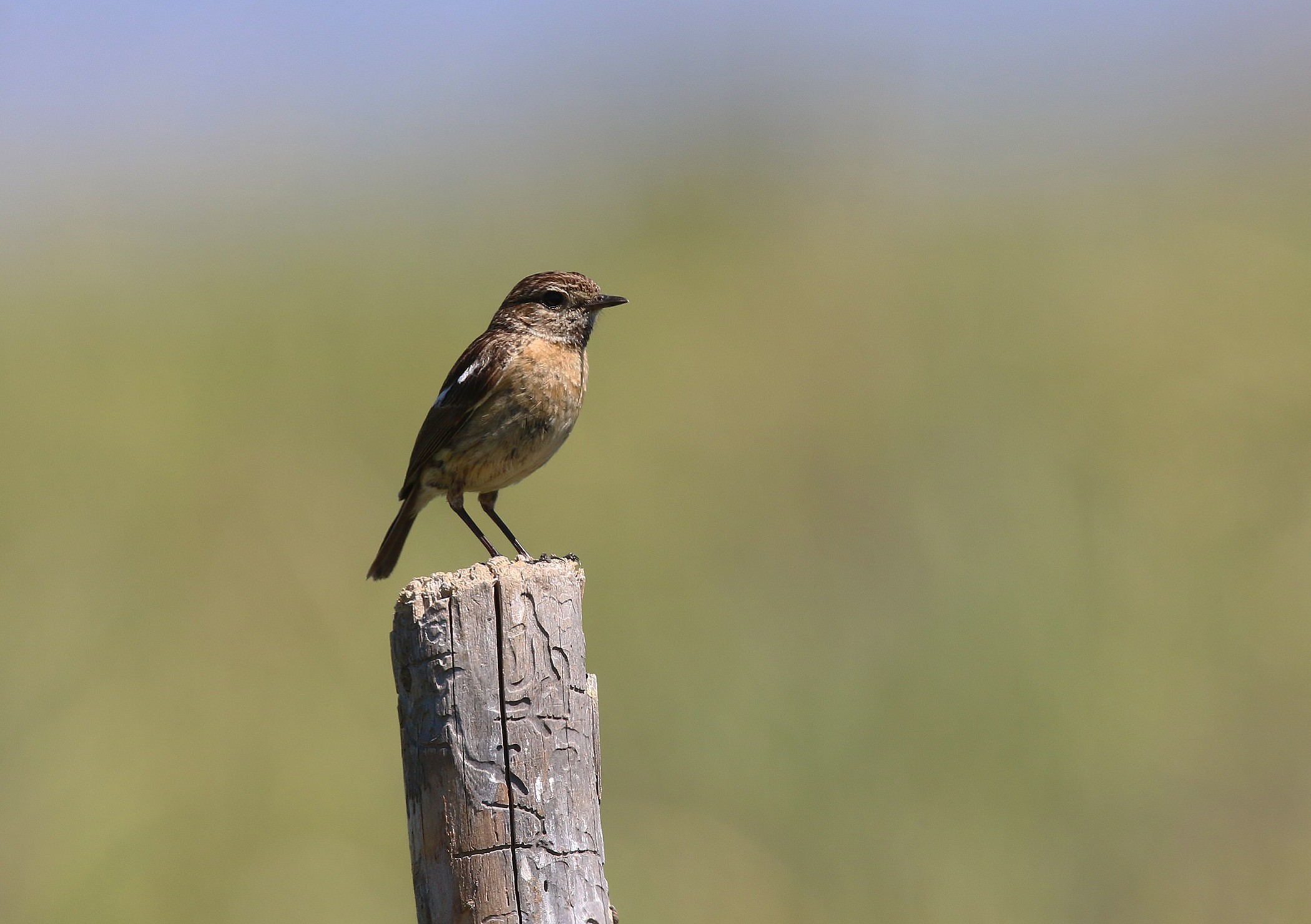 European Stonechat