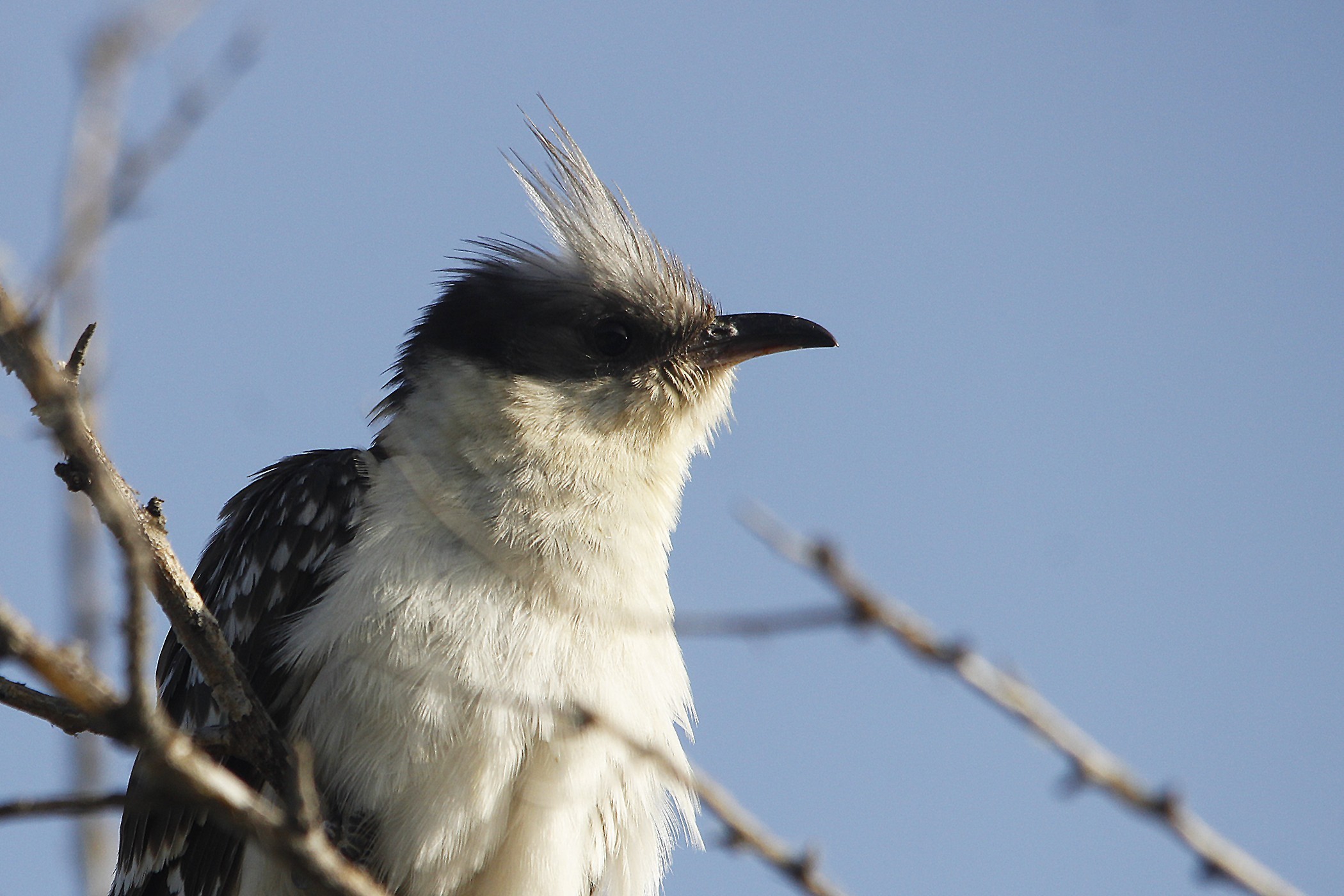 Great Spotted Cuckoo