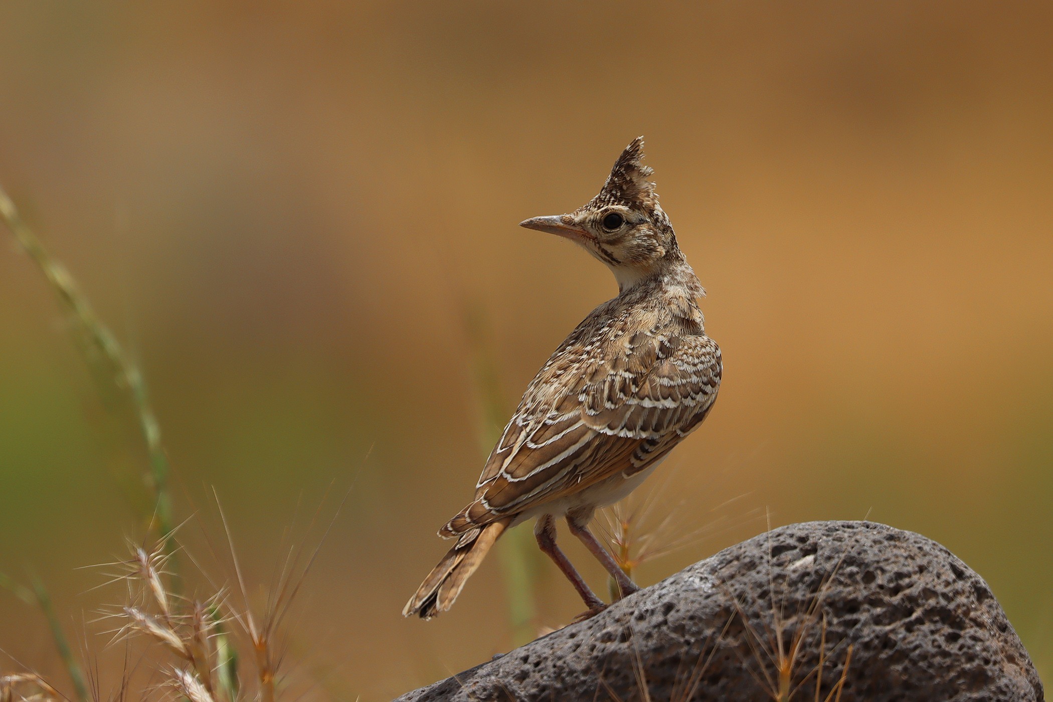 Crested Lark