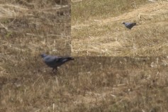 Stock Dove