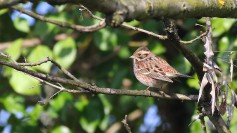 Rustic Bunting