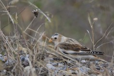 Snow Bunting