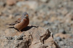 Gray-necked Bunting