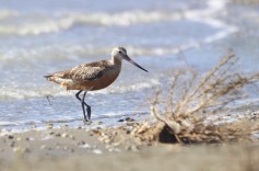 Bar-tailed Godwit