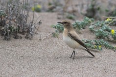 Desert Wheatear