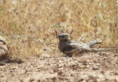 Eurasian Nightjar