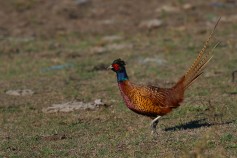 Common Pheasant