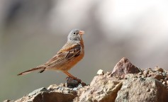 Gray-necked Bunting