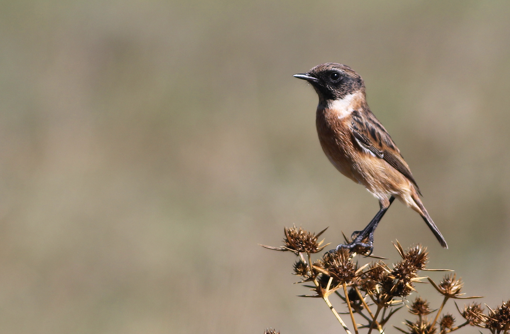 European Stonechat