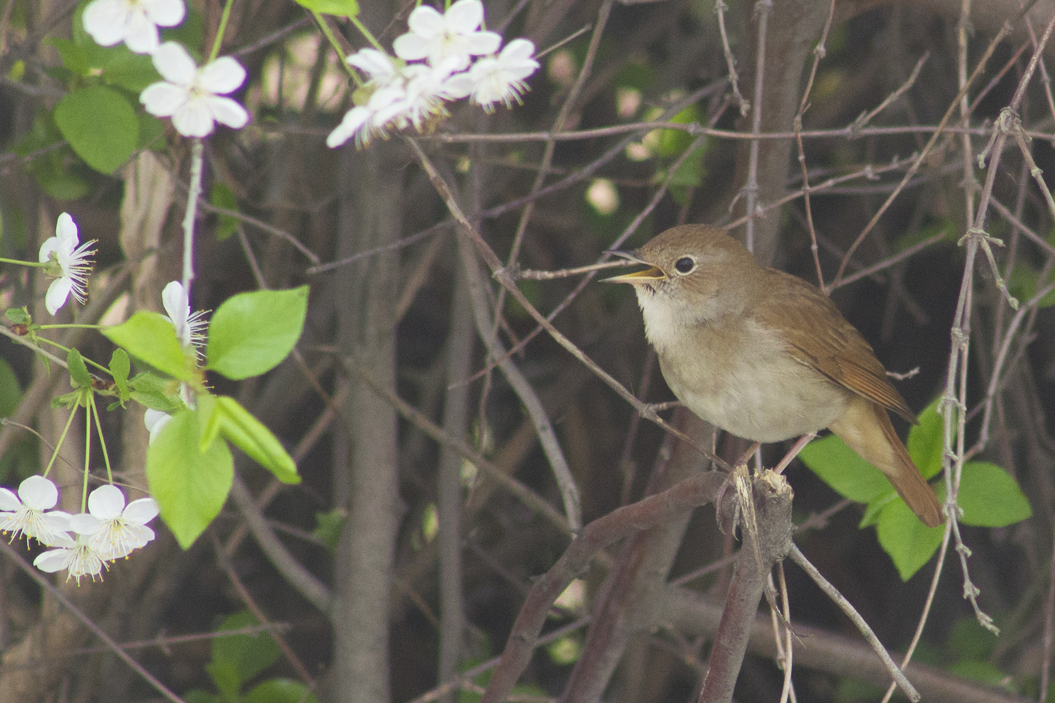 Common Nightingale