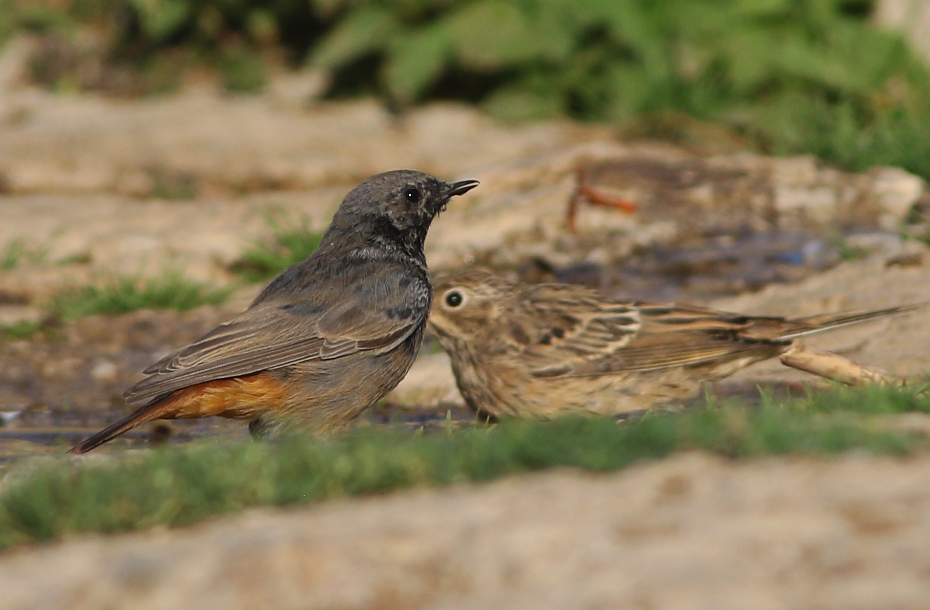 Black Redstart