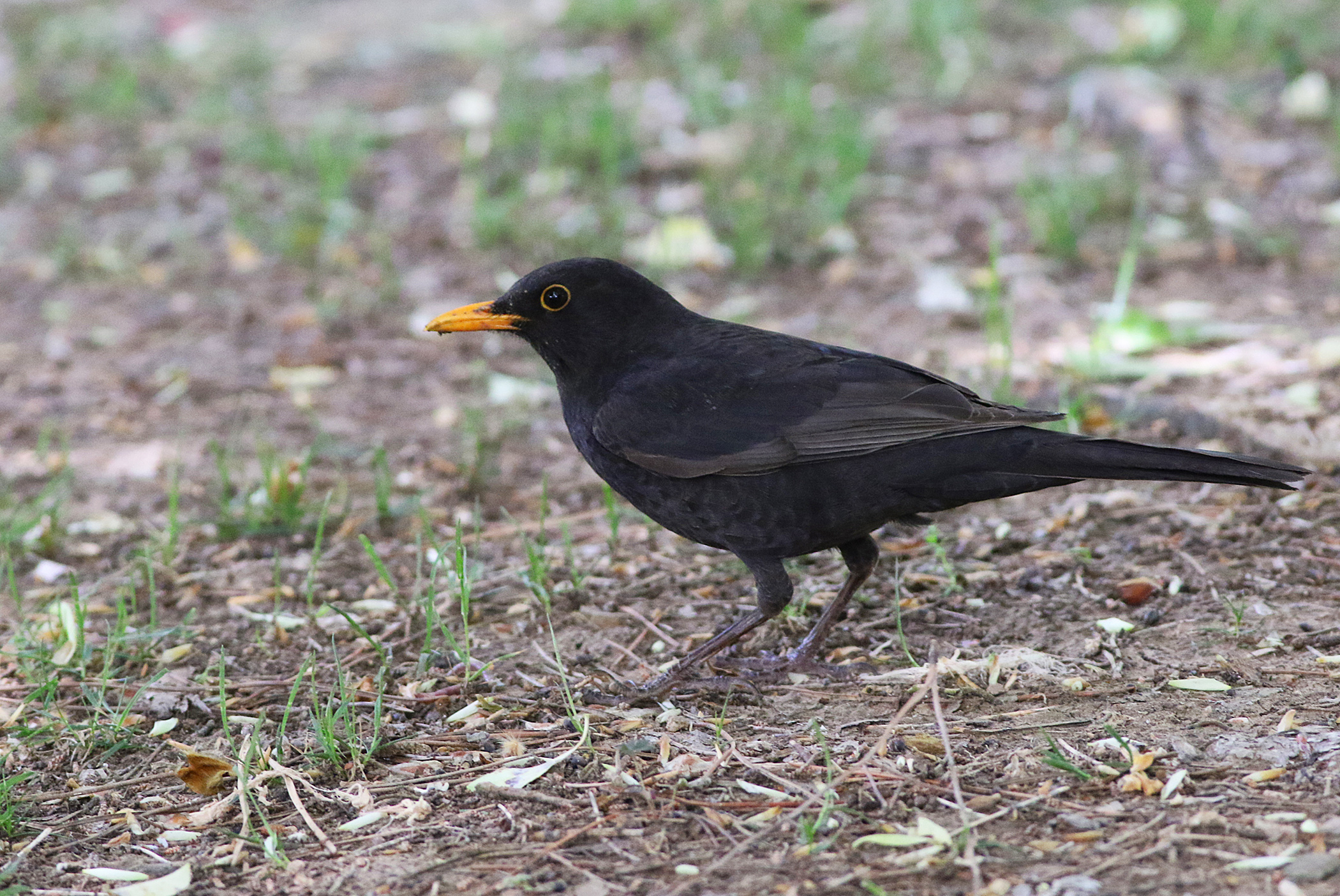 Eurasian Blackbird